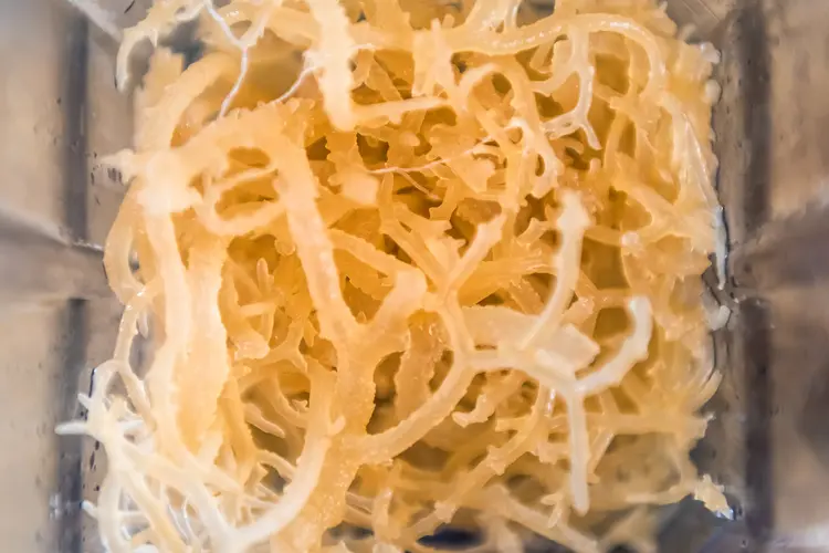 Health Benefits of Sea Moss